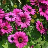 Kada saditi dimorfoteku